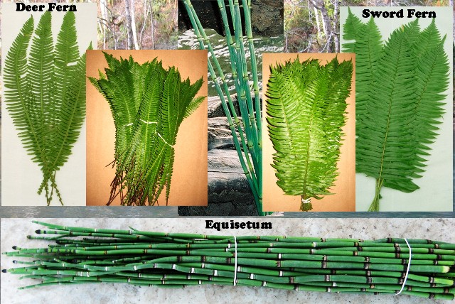 Deer & Sword Fern & Equisetum 300 Fresh Cut, Stems